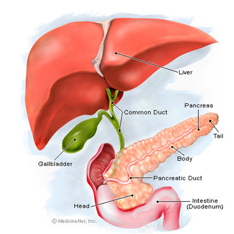 Цирроз печени стадии йобс